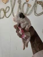 Ocean , a male Shih Tzu for sale in Pensacola, FL – 3 of 3