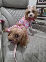 Hazel , a female Cavapoo for sale in Pensacola, FL – 4 of 5