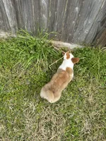 Tilly , a female Pembroke Welsh Corgi for sale in Spring, TX – Photo 4 of 4