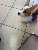 Tilly , a female Pembroke Welsh Corgi for sale in Spring, TX – Photo 1 of 4