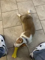 Tilly , a female Pembroke Welsh Corgi for sale in Spring, TX – Photo 3 of 4