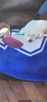 Stanley , a male Bichon Frise for sale in Taylorsville, KY – 2 of 2