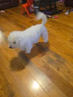 Stanley , a male Bichon Frise for sale in Taylorsville, KY – 3 of 4