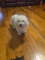 Stanley , a male Bichon Frise for sale in Taylorsville, KY – 4 of 4