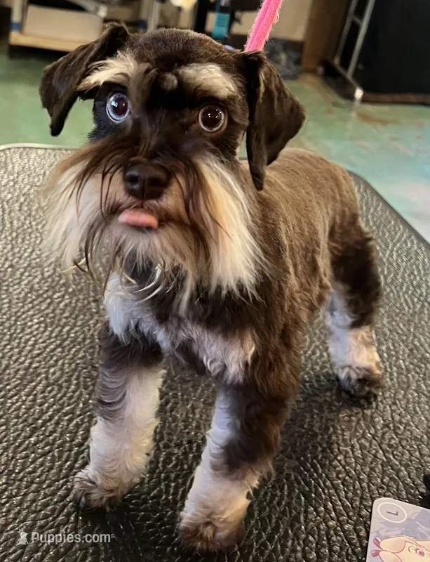 Lainey  – Miniature Schnauzer puppy for sale in Auburn, CA