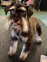 Lainey , a female Miniature Schnauzer for sale in Auburn, CA – 1 of 2