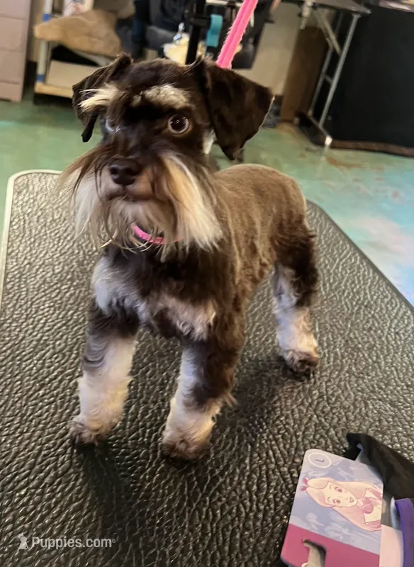 Lainey P. Negotiable  – Miniature Schnauzer puppy for sale in Auburn, CA
