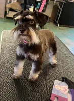 Lainey P. Negotiable , a female Miniature Schnauzer for sale in Auburn, CA – 1 of 2