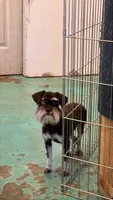 Lainey , a female Miniature Schnauzer for sale in Auburn, CA – 2 of 2