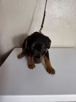 BluePaws, a female Rottweiler for sale in Pleasanton, CA – 1 of 1