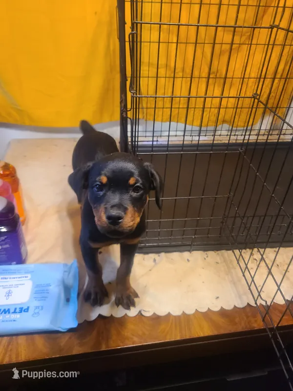 Pink – Rottweiler puppy for sale in Pleasanton, CA