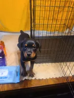 Pink, a female Rottweiler for sale in Pleasanton, CA – 1 of 2
