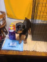 Pink, a female Rottweiler for sale in Pleasanton, CA – 2 of 2