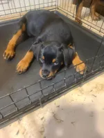 Orange, a female Rottweiler for sale in Pleasanton, CA – 2 of 4
