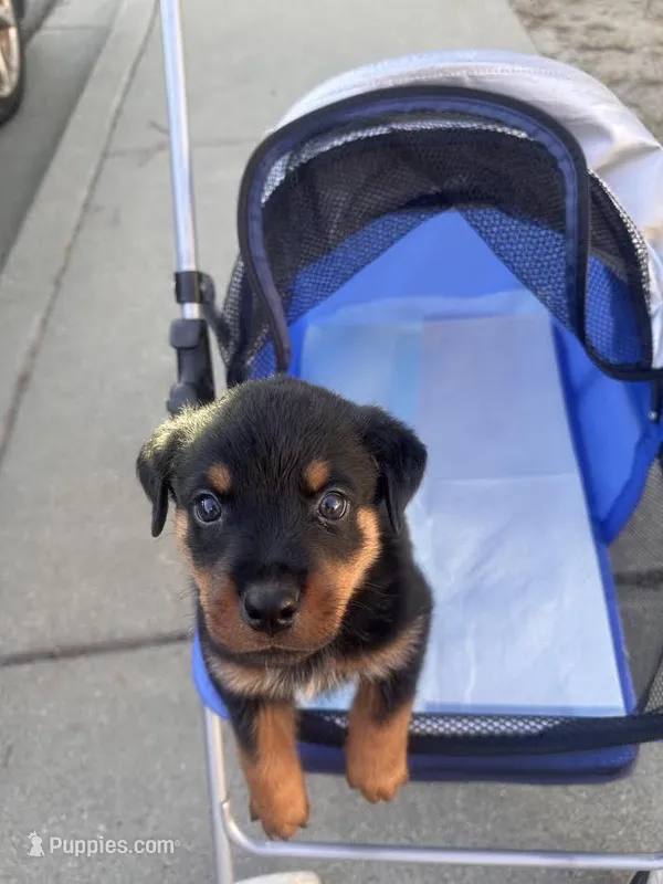 Yellow – Rottweiler puppy for sale in Pleasanton, CA