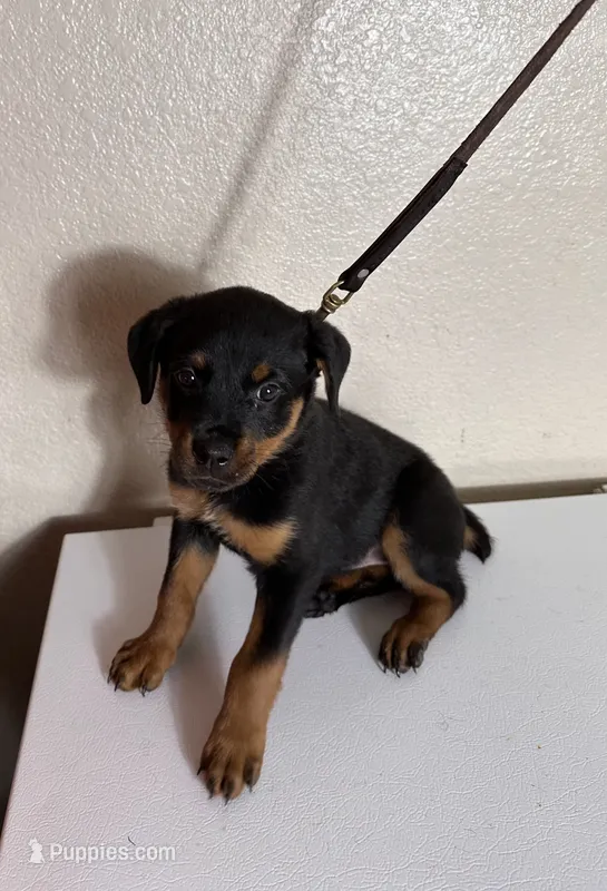 Purple – Rottweiler puppy for sale in Pleasanton, CA