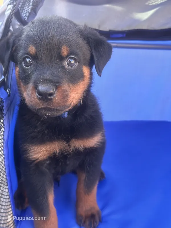 Blue – Rottweiler puppy for sale in Pleasanton, CA