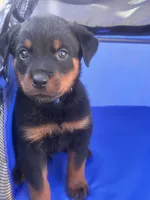 Blue, a male Rottweiler for sale in Pleasanton, CA – 1 of 1