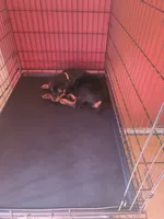 Orange Paws, a female Rottweiler for sale in Pleasanton, CA – 2 of 2