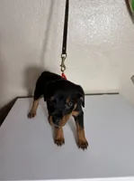 RedPaws, a female Rottweiler for sale in Pleasanton, CA – 1 of 1