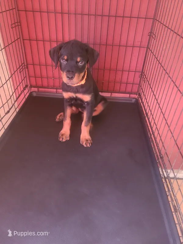 Orange Paws – Rottweiler puppy for sale in Pleasanton, CA