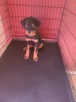 Orange Paws, a female Rottweiler for sale in Pleasanton, CA – 1 of 2