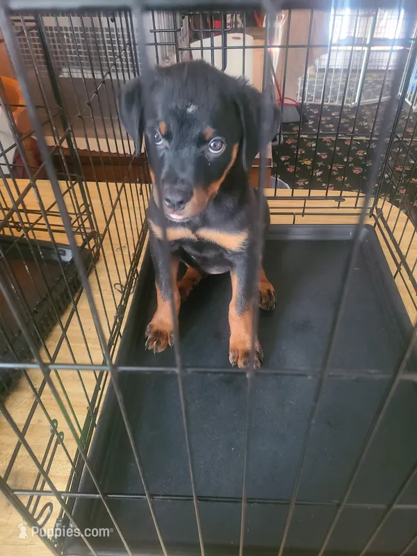 Purple – Rottweiler puppy for sale in Pleasanton, CA