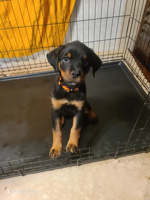 Orange – Rottweiler puppy for sale in Pleasanton, CA
