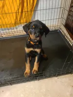 Orange, a female Rottweiler for sale in Pleasanton, CA – 4 of 4