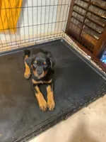 Orange, a female Rottweiler for sale in Pleasanton, CA – 3 of 4
