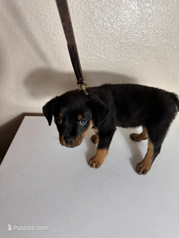Orange – Rottweiler puppy for sale in Pleasanton, CA
