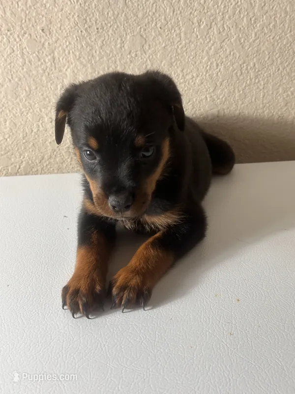 Green – Rottweiler puppy for sale in Pleasanton, CA