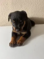 Green, a male Rottweiler for sale in Pleasanton, CA – 1 of 1