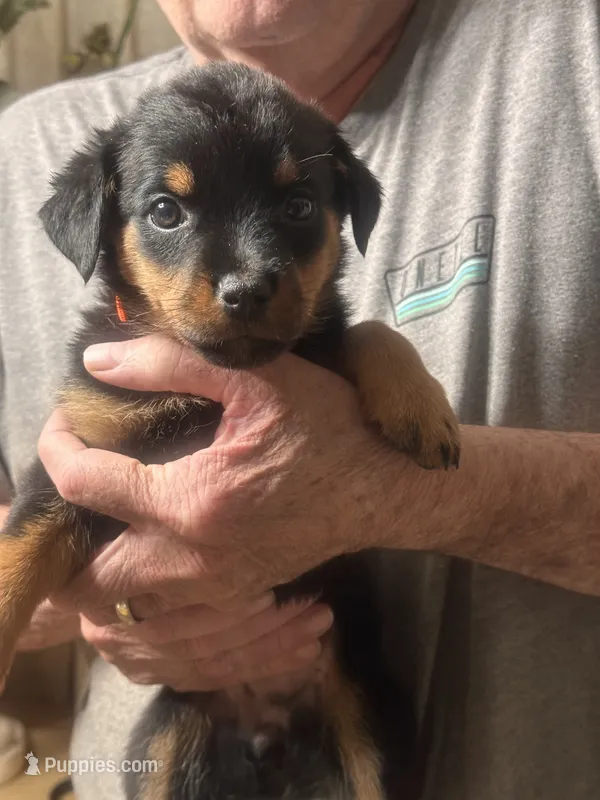 Light Pink – Rottweiler puppy for sale in Pleasanton, CA