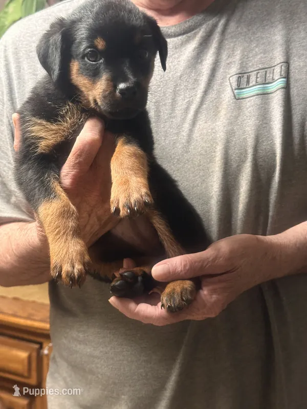 Orange – Rottweiler puppy for sale in Pleasanton, CA