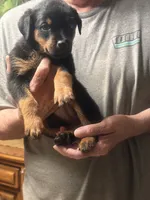Orange, a female Rottweiler for sale in Pleasanton, CA – 1 of 1