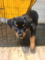 Orange, a female Rottweiler for sale in Pleasanton, CA – 1 of 4
