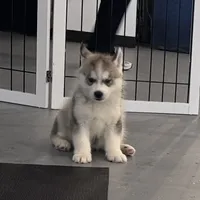 processed/d6c4214b-8a10-4cb4-a8d0-dab0c5bb37bf/facility/099254d7-63e0-47c6-8125-83873d021c74