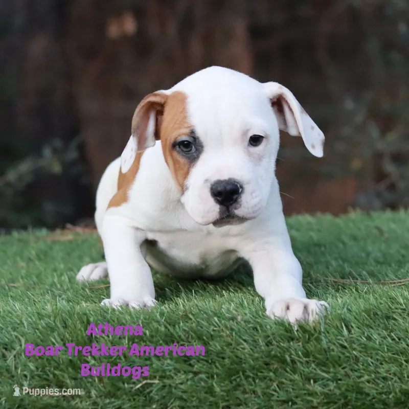 Athena TX NKC registerable