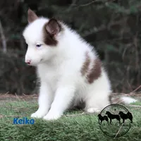Keiko AKC, a male Yakutian Laika for sale in Toms River, NJ – Photo 1 of 5