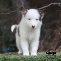 Keiko AKC, a male Yakutian Laika for sale in Toms River, NJ – Photo 3 of 5