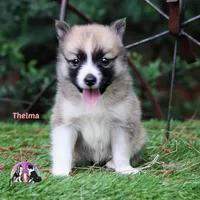 Thelma Nenets Laika (see more), a male Yakutian Laika for sale in Tyler, TX – 2 of 3