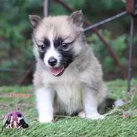 Thelma Nenets Laika (see more), a male Yakutian Laika for sale in Tyler, TX – 1 of 3