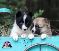 Thelma Nenets Laika (see more), a male Yakutian Laika for sale in Tyler, TX – 3 of 3
