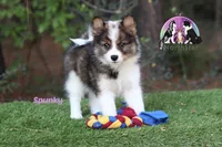 Spunky Reindeer Herding Laika PUREBRED, a female Yakutian Laika for sale in Tyler, TX – Photo 4 of 4