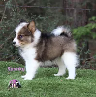 Spunky Reindeer Herding Laika PUREBRED, a female Yakutian Laika for sale in Tyler, TX – Photo 3 of 4