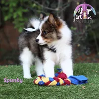 Spunky Reindeer Herding Laika PUREBRED, a female Yakutian Laika for sale in Tyler, TX – Photo 2 of 4