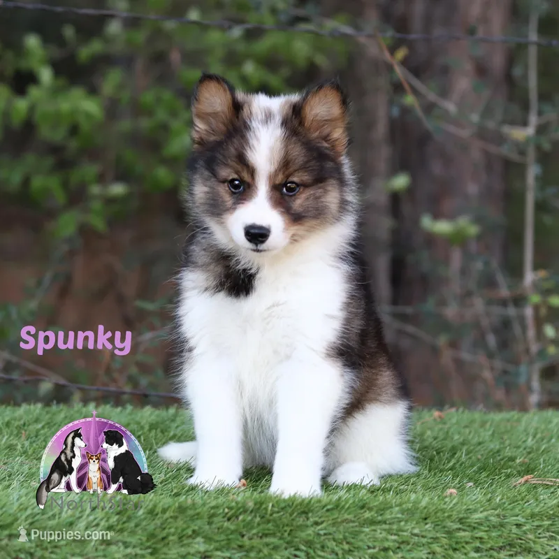 Spunky Reindeer Herding Laika PUREBRED – Yakutian Laika puppy on hold in Tyler, TX