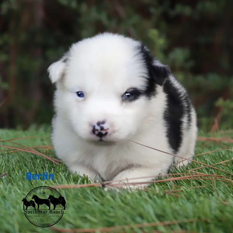 AKC Super Puppy Protocols