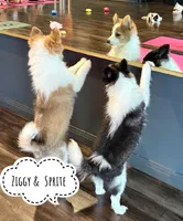 Sprite Nenets Reindeer Laika, a female Yakutian Laika for sale in Tyler, TX – Photo 9 of 10